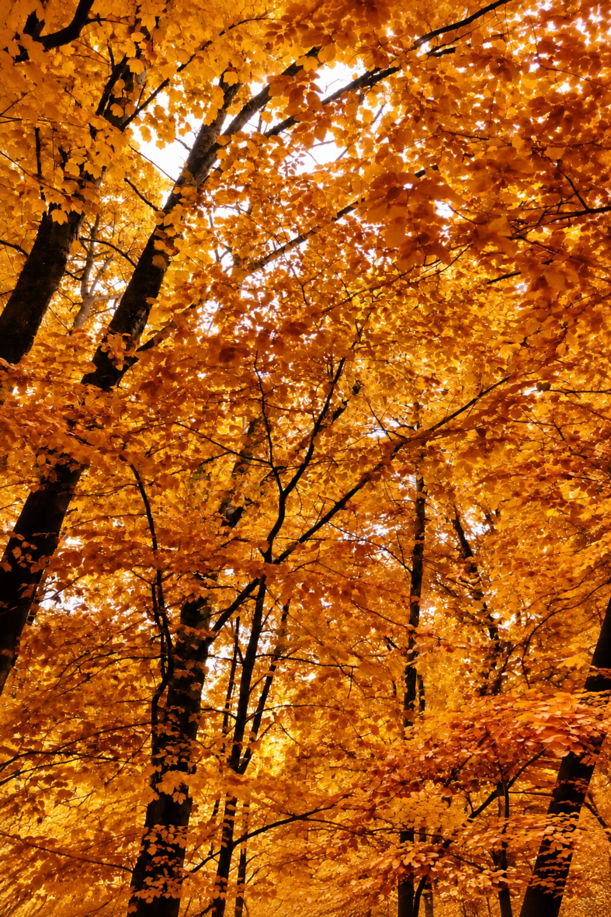 HerbstBäume2_3