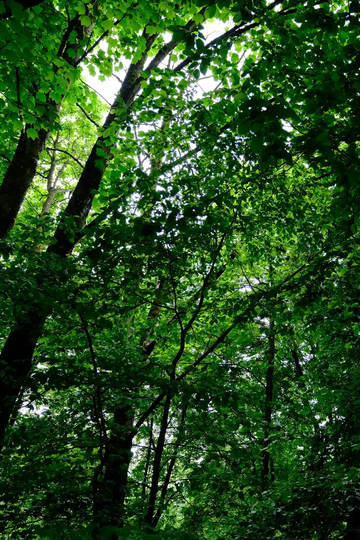 WaldBlätter2_3